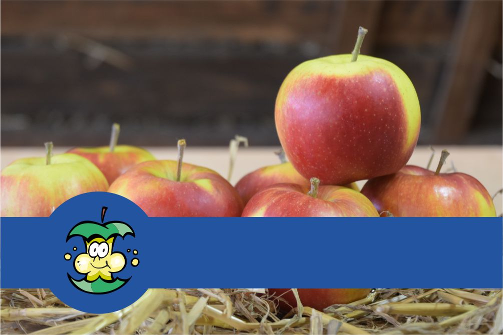 Jonagold Äpfel